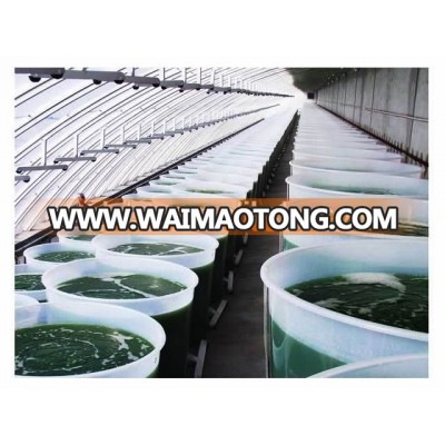 wholesale spirulina